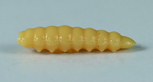 LARVA DEL MIELE AROMATIZZATA 25 mm Ø 5.5 mm in file da 6 54 pz